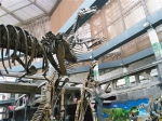 巨型恐龙化石展“登陆”西安 - 西安网