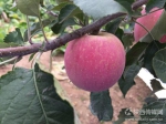 洛川苹果 - 农业厅