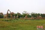 长颈鹿因乱投喂致死 被制成标本警示游客 - 西安网