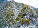 秦岭第一场雪飘然而至 西安市民专程进山赏雪 - 华商网