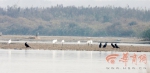 东方白鹳现身西安草滩渭河岸堤 属于濒危鸟类(图) - 西安网