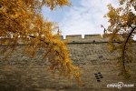 西安城墙根的银杏黄了 金色耀城墙成古城最美秋景 - 华商网