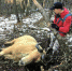 驴友秦岭发现羚牛被捕杀 可能遭非法捕猎者下套 - 西安网