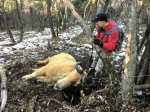 驴友秦岭发现羚牛被捕杀 可能遭非法捕猎者下套 - 西安网