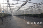 海升5万平米玻璃温室草莓基质栽培 - 农业厅