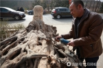 百年柿树根雕成俩四米长巨型吉祥龟 - 华商网