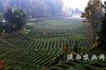 茶产业将成为我省又一特色优势产业 - 农业厅