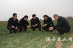 陕西省农业厅专家在咸阳市三原县查看小麦生长情况 - 农业厅