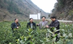 陕西省茶叶产业技术体系首席科学家肖斌在茶园做技术指导 - 农业厅