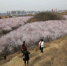 正是踏青赏花时 西安明秦王墓周围300亩山桃花盛开 - 中国在线