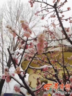 西安大雪又来刷存在感 雪中赏春另有一番美感 - 中国在线