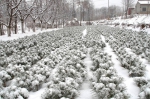 宝鸡：皑皑白雪像温暖的棉被，既保暖又解渴.JPG - 气象