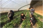 华阴：农检中心引导群众积极申请无公害农产品认证 - 农业厅