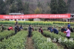 春茶生产鲜叶采摘技术培训现场 - 农业厅