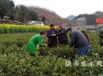春茶生产鲜叶采摘技术培训现场 - 农业厅