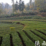 陕南三市茶产业正成为陕西绿色发展最亮色 - 农业厅
