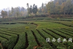 陕南三市茶产业正成为陕西绿色发展最亮色 - 农业厅