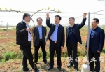 陕西省副省长冯新柱在陕西禾和公司猕猴桃产业园区调研 - 农业厅