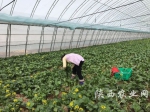 贵州农民正在采收青菜 - 农业厅