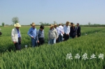 农业部小麦重大病虫防控督导组在渭南市临渭区田间调查 - 农业厅