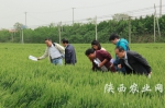 农业部小麦重大病虫防控督导组在宝鸡扶风县田间调查 - 农业厅