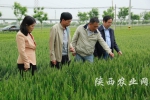 农业部小麦重大病虫防控督导组在咸阳兴平市田间调查 - 农业厅