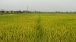 汉中市机直播水稻长势喜人，丰收在望 - 农业机械化信息