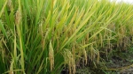 汉中市机直播水稻长势喜人，丰收在望 - 农业机械化信息