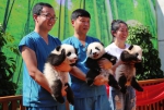 三只熊猫宝宝公开征名 - 三秦网