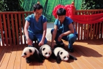 三只熊猫宝宝公开征名 - 三秦网