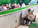 一头南非白犀牛落户西安秦岭野生动物园犀牛馆 - 古汉台