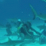 惊险一幕：潜水者海底喂鱼被成群鲨鱼包围 - 西安网