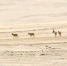 2005年5月23日，中国青海可可西里国家级自然保护区管理局局长才嘎在西宁接受记者采访时称，通过前一阶段的科考和调查，初步显示在可可西里和周边地区，藏羚羊种群数从1998年的1.5万只恢复到了现在的5万只左右，藏羚羊的保护取得了实质性成效。 图为一批藏羚羊五月在可可西里无人区内觅食。 <a target='_blank'  data-cke-saved-href='http://www.chinanews.com/' href='http://www.chinanews.com/'>中新社</a>记者 武仲林 摄 - 西安网