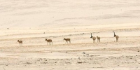 2005年5月23日，中国青海可可西里国家级自然保护区管理局局长才嘎在西宁接受记者采访时称，通过前一阶段的科考和调查，初步显示在可可西里和周边地区，藏羚羊种群数从1998年的1.5万只恢复到了现在的5万只左右，藏羚羊的保护取得了实质性成效。 图为一批藏羚羊五月在可可西里无人区内觅食。 <a target='_blank'  data-cke-saved-href='http://www.chinanews.com/' href='http://www.chinanews.com/'>中新社</a>记者 武仲林 摄 - 西安网