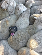 蠢萌！澳牧羊犬被困羊群 表情滑稽爆红网络 - 西安网