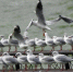 300余只海鸥抵达滇池 昆明迎来观鸥季 - 西安网