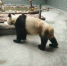 西安一动物园大熊猫瘦得皮包骨 园方:得了牙髓炎 - 古汉台