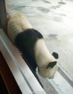 西安一动物园大熊猫瘦得皮包骨 园方:得了牙髓炎 - 古汉台