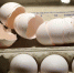 德媒：德国“毒鸡蛋”波及多种含蛋制品 - 西安网