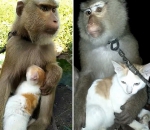 泰猕猴与流浪猫建立奇妙感情 形影不离画面温暖 - 西安网