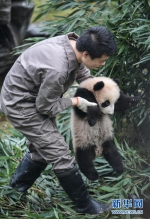 中国大熊猫保护研究中心2017年繁育大熊猫幼仔42只 - 西安网