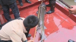 重庆渔民捕到近2米长中华鲟 已放生 - 西安网