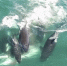 实拍6头“杀手鲸”对落单小须鲸展开夺命追捕 - 西安网