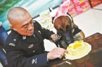 北京市公安局办警犬集体生日会 吃特制蛋糕卖萌 - 西安网