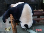 成都大熊猫展现奇特“销魂”睡姿 - 西安网
