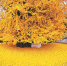 西安一棵千年古银杏树成“网红” 参观需预约 - 西安网