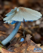 （图文互动）（1）云南发现一蓝色蘑菇新种 - 西安网