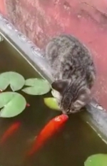 有爱！亚洲锦鲤与猫咪上演“深情一吻” - 西安网
