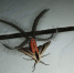 印尼巨型昆虫长毛触角悚然似外星生物 - 西安网
