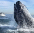 震撼！巨型座头鲸跃出水面与船只咫尺之隔 - 西安网